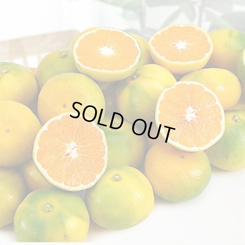 画像3: 愛媛県産 極早生みかん ギフト用５kg (3)