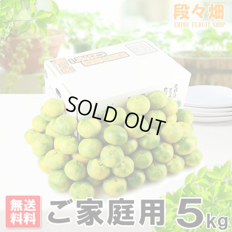 画像1: 愛媛県産 極早生みかん ご家庭用5kg (1)