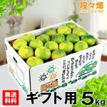 画像1: 愛媛県産 極早生みかん ギフト用５kg (1)