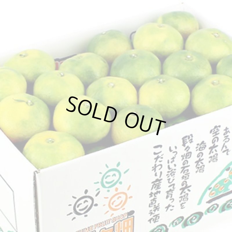 画像2: 愛媛県産 極早生みかん ギフト用５kg (2)