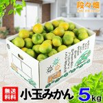 画像1: 愛媛県産 極早生みかん 小玉５kg (1)