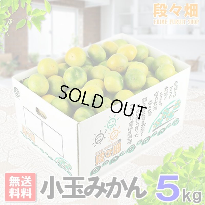 画像1: 愛媛県産 極早生みかん 小玉５kg (1)