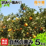 画像3: 愛媛県産 はれひめ 自然の恵み(訳あり・傷あり）5kg (3)