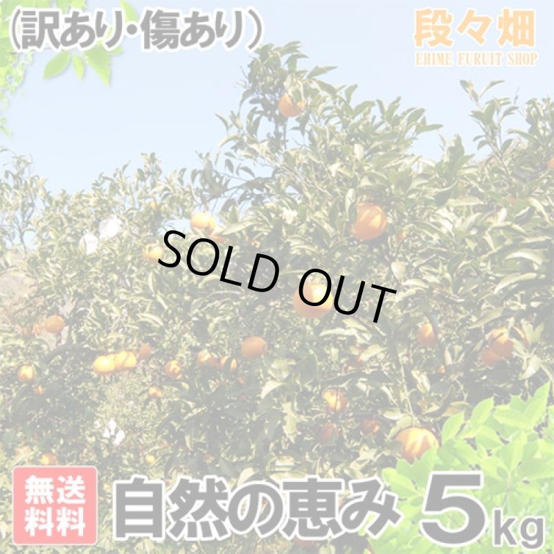 画像3: 愛媛県産 はれひめ 自然の恵み(訳あり・傷あり）5kg (3)