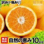 画像2: 愛媛県産 はれひめ 自然の恵み(訳あり・傷あり）10kg (2)