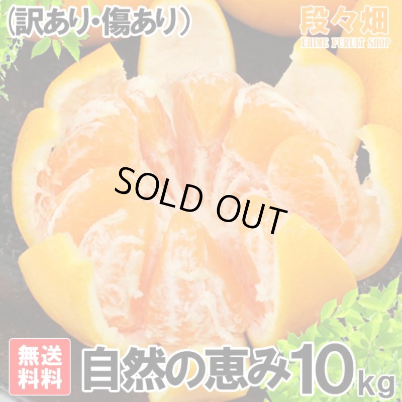 画像3: 愛媛県産 はれひめ 自然の恵み(訳あり・傷あり）10kg (3)