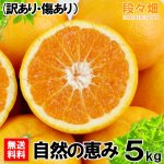 画像2: 愛媛県産 はれひめ 自然の恵み(訳あり・傷あり）5kg (2)