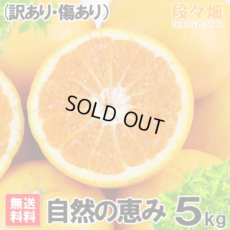 画像2: 愛媛県産 はれひめ 自然の恵み(訳あり・傷あり）5kg (2)
