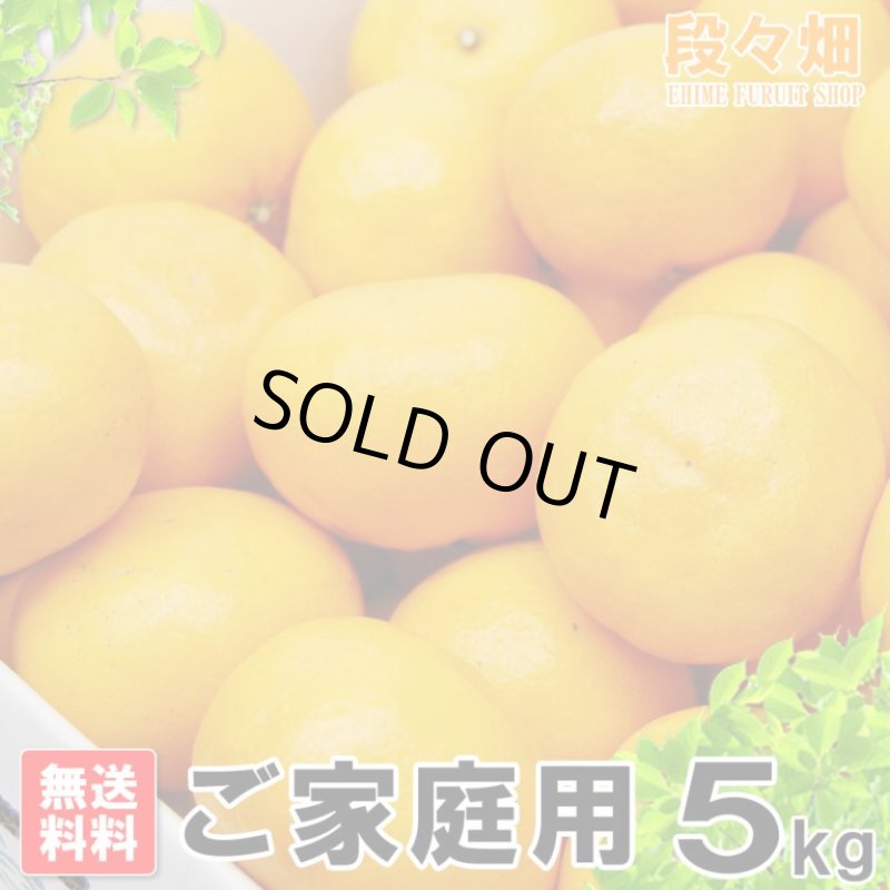 画像3: 愛媛県産 はれひめ ご家庭用５kg (3)
