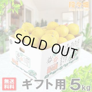 愛媛県産 はるか