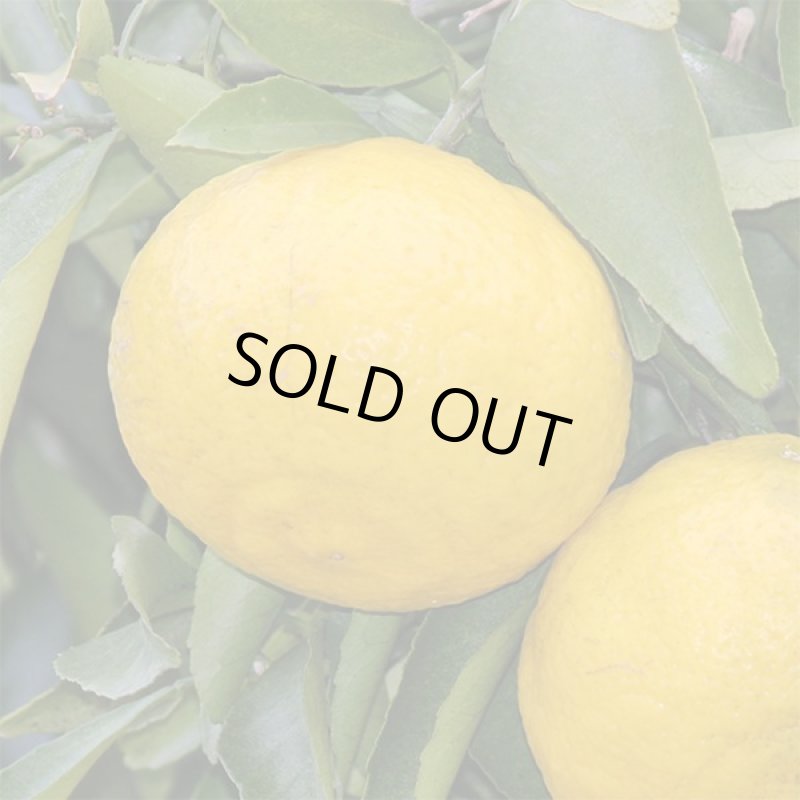 画像5: 愛媛県産 はるか ご家庭用5kg (5)