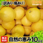 画像1: 愛媛県産 はるか 自然の恵み(訳あり・傷あり）10kg (1)