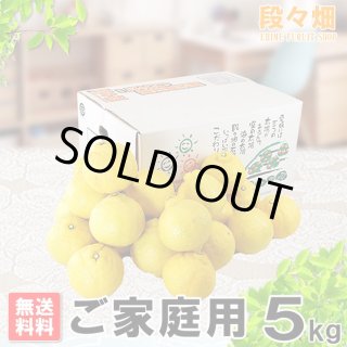 愛媛県産 はるか