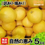 画像1: 愛媛県産 はるか 自然の恵み(訳あり・傷あり）5kg (1)