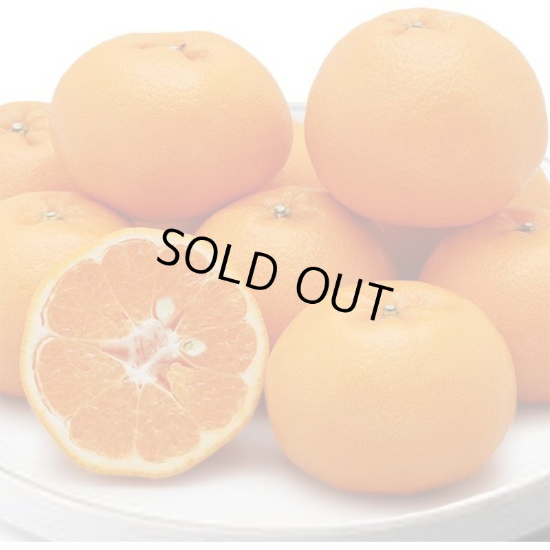 画像4: 愛媛県産 はるみ 自然の恵み(訳あり・傷あり）10kg (4)