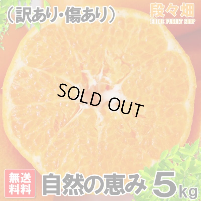 画像2: 愛媛県産 はるみ 自然の恵み(訳あり・傷あり）５kg (2)