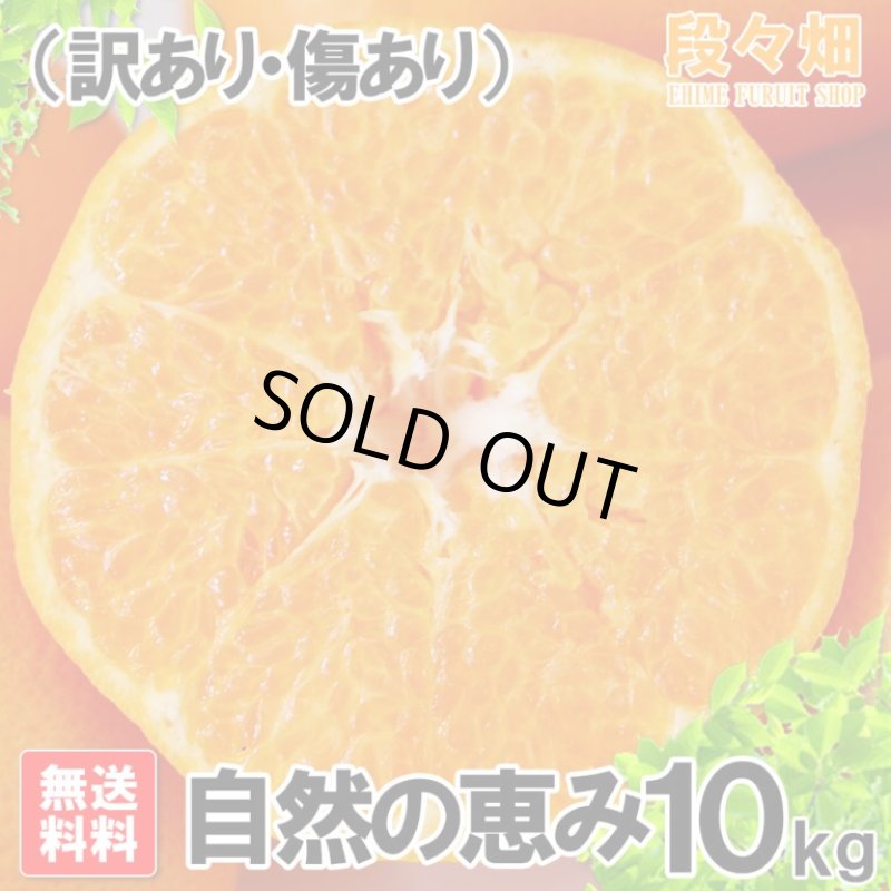 画像2: 愛媛県産 はるみ 自然の恵み(訳あり・傷あり）10kg (2)