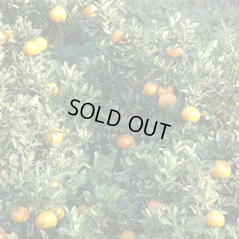 画像6: 愛媛県産 はるみ ご家庭用５kg (6)