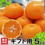 画像3: 愛媛県産 はるみ ギフト用５kg (3)