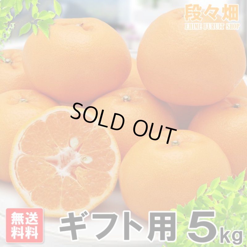 画像3: 愛媛県産 はるみ ギフト用５kg (3)