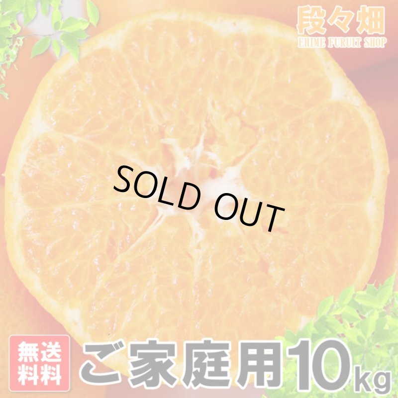 画像2: 愛媛県産 はるみ ご家庭用10kg (2)