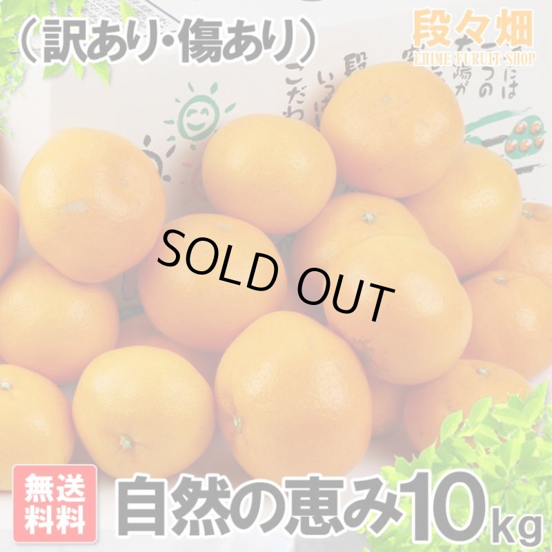 画像3: 愛媛県産 はるみ 自然の恵み(訳あり・傷あり）10kg (3)