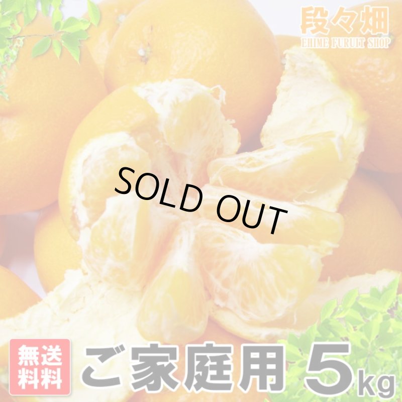 画像3: 愛媛県産 はるみ ご家庭用５kg (3)