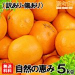 画像3: 愛媛県産 はるみ 自然の恵み(訳あり・傷あり）５kg (3)