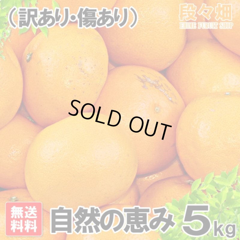画像3: 愛媛県産 はるみ 自然の恵み(訳あり・傷あり）５kg (3)