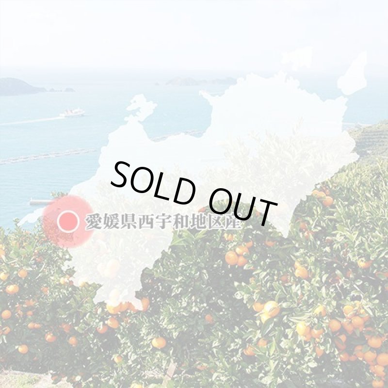 画像7: 愛媛県産 極早生みかん 自然の恵み(訳あり・傷あり) 10kg (7)