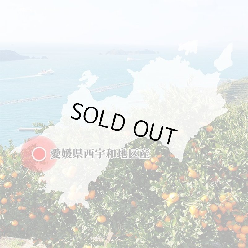 画像6: 愛媛県産 ブラッドオレンジ ご家庭用 10kg (6)