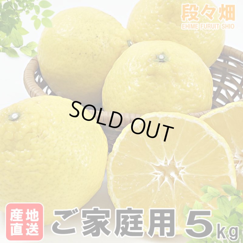 画像2: 愛媛県産 媛小春（ひめこはる） ご家庭用５kg (2)