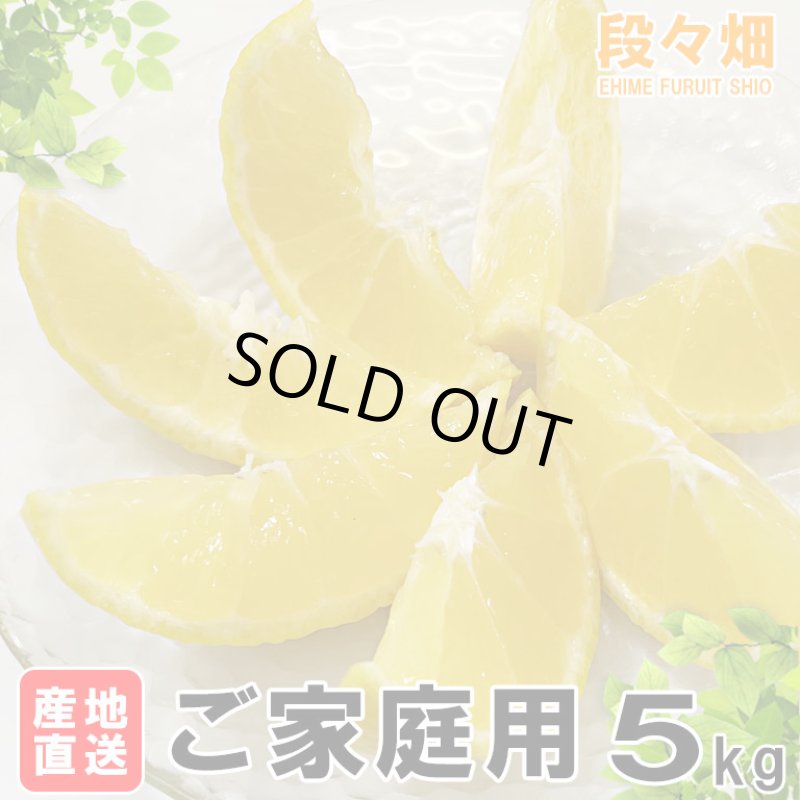 画像3: 愛媛県産 媛小春（ひめこはる） ご家庭用５kg (3)