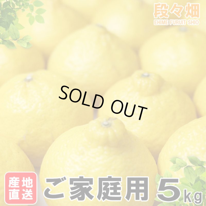 画像4: 愛媛県産 媛小春（ひめこはる） ご家庭用５kg (4)