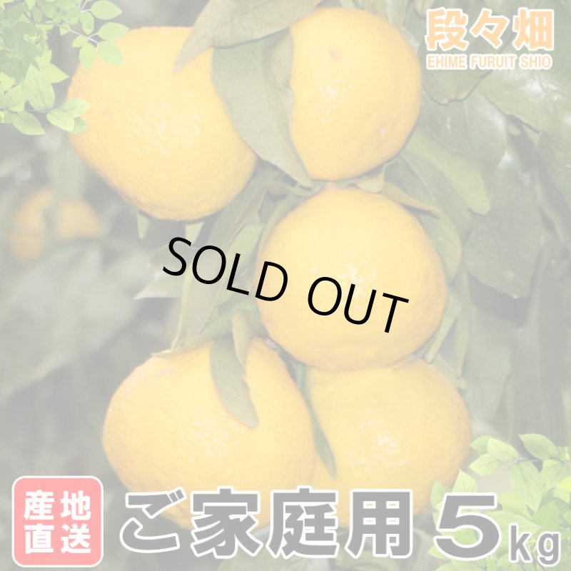 画像5: 愛媛県産 媛小春（ひめこはる） ご家庭用５kg (5)