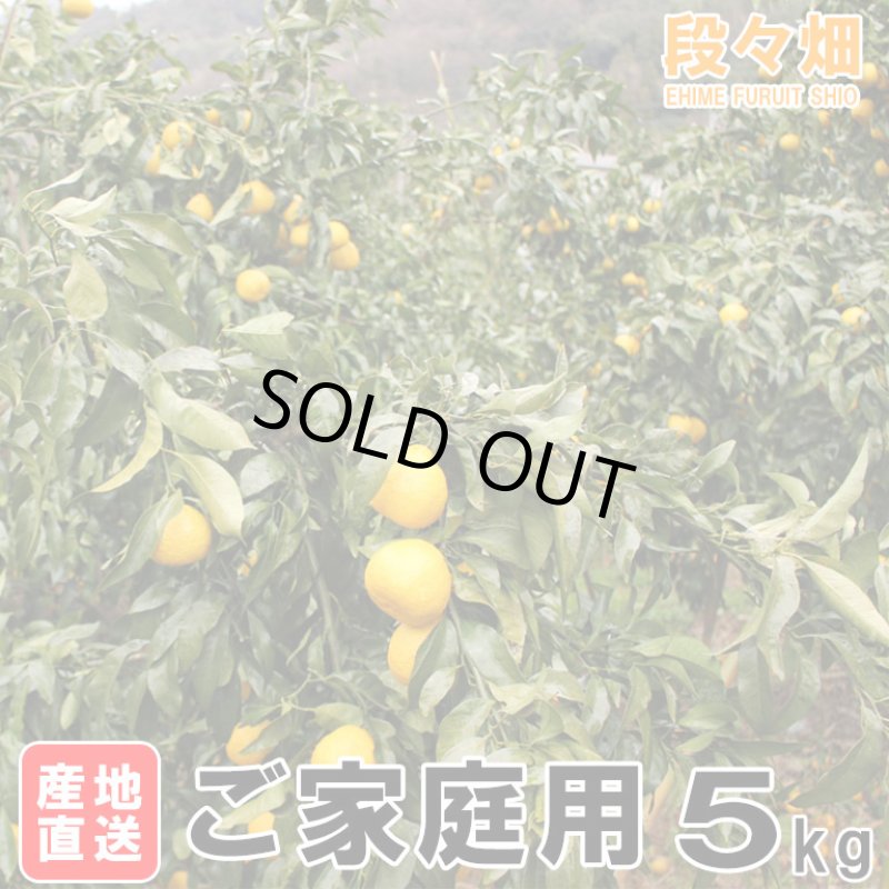 画像6: 愛媛県産 媛小春（ひめこはる） ご家庭用５kg (6)