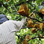 画像6: 愛媛県産 幸水梨 ご家庭用 10kg (6)