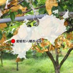 画像7: 愛媛県産 幸水梨・100％ストレート果汁ジュース セット (7)