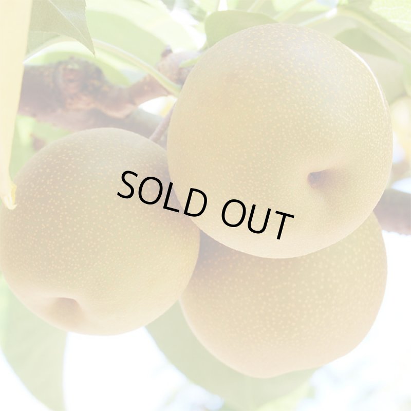 画像5: 愛媛県産 幸水梨 自然の恵み（小玉）10kg (5)