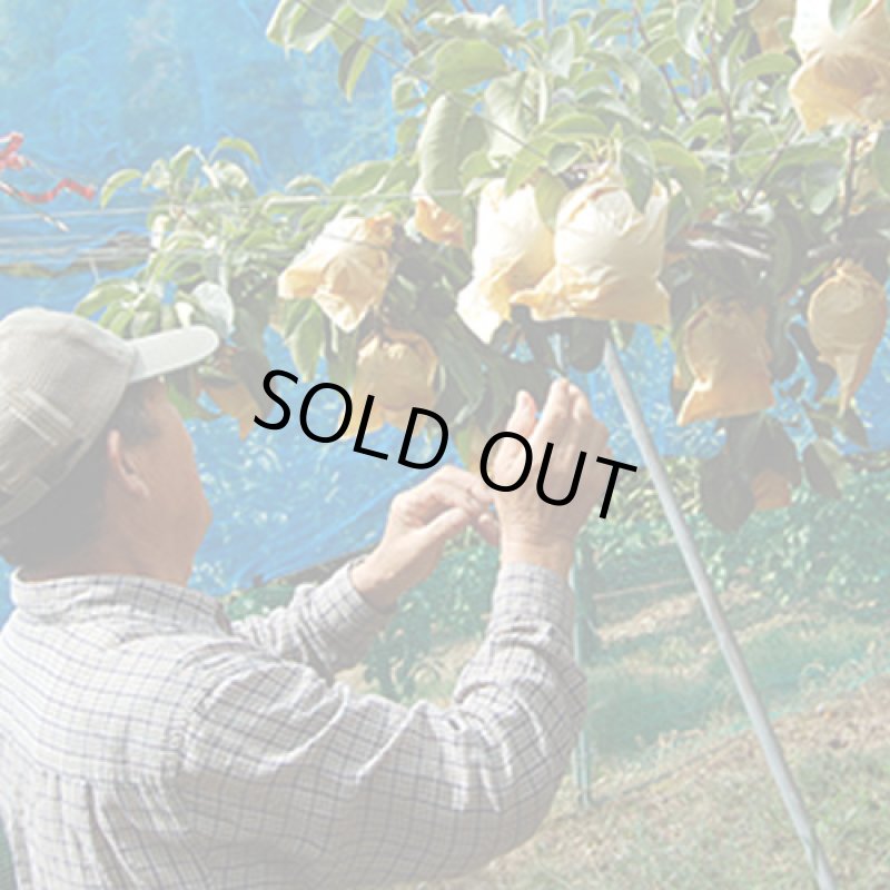 画像6: 愛媛県産 豊水梨 ギフト用 10kg (6)