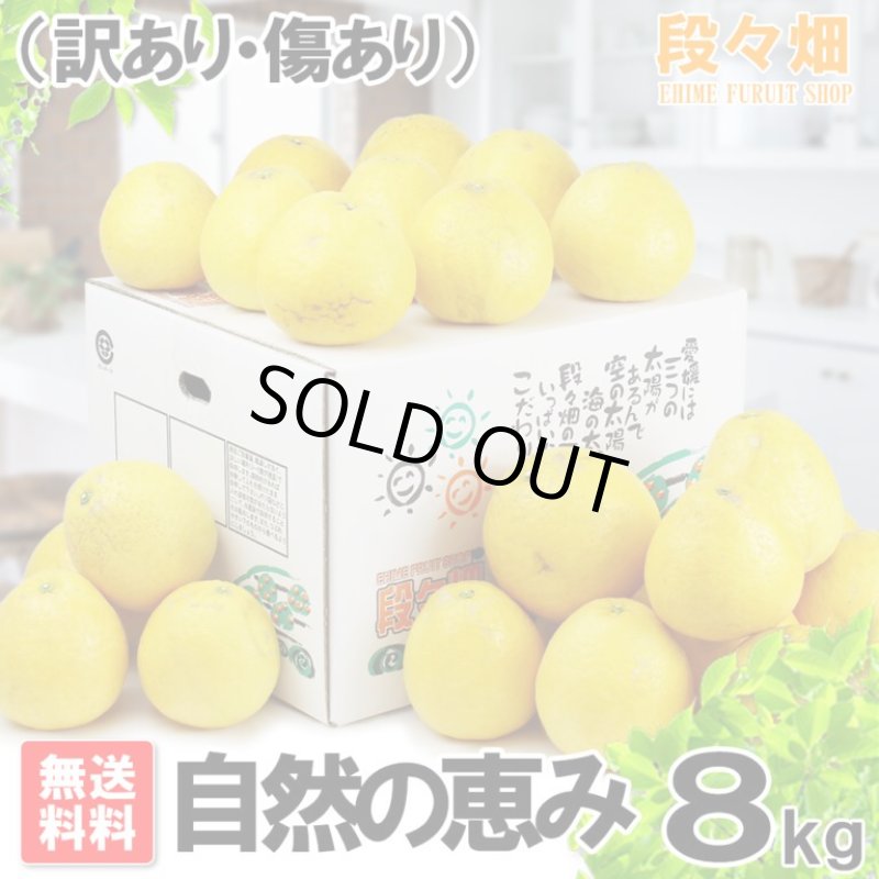 画像1: ↓期間限定値下げ↓　愛媛県産 ジューシーオレンジ　自然の恵み8kg (1)