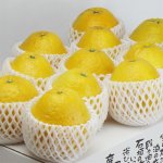 画像2: 愛媛県産 ジューシーオレンジ ギフト用 5kg (2)