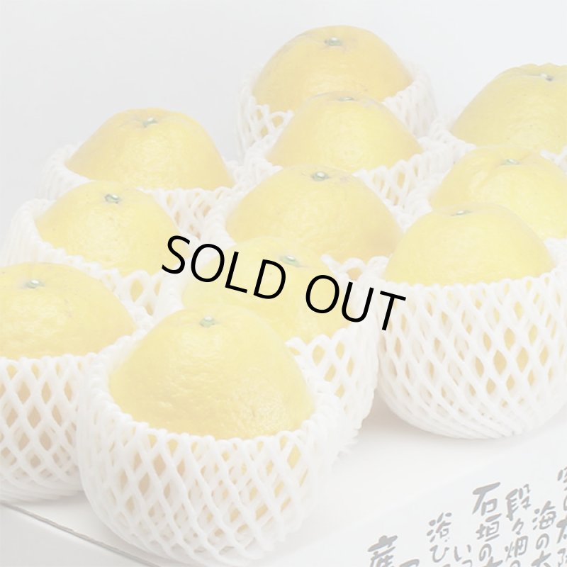 画像2: 愛媛県産 ジューシーオレンジ ギフト用 5kg (2)