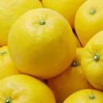 画像4: 愛媛県産 ジューシーオレンジ　自然の恵み8kg (4)