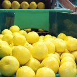 画像5: 愛媛県産 ジューシーオレンジ　自然の恵み8kg (5)