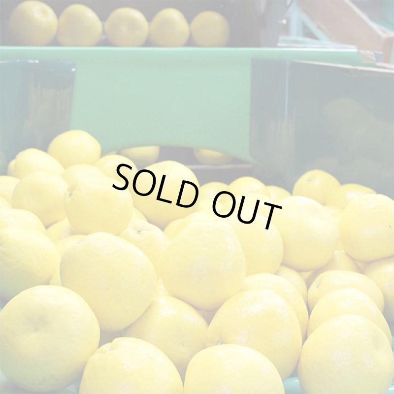 画像5: ↓期間限定値下げ↓　愛媛県産 ジューシーオレンジ　自然の恵み8kg (5)