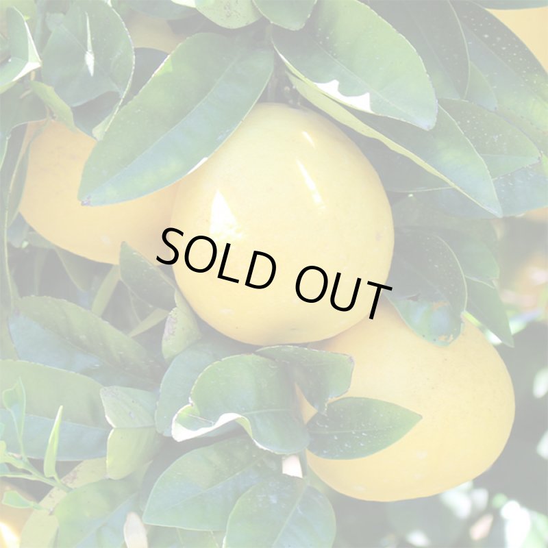 画像8: 愛媛県産 ジューシーオレンジ・100％ストレート果汁ジュース セット (8)