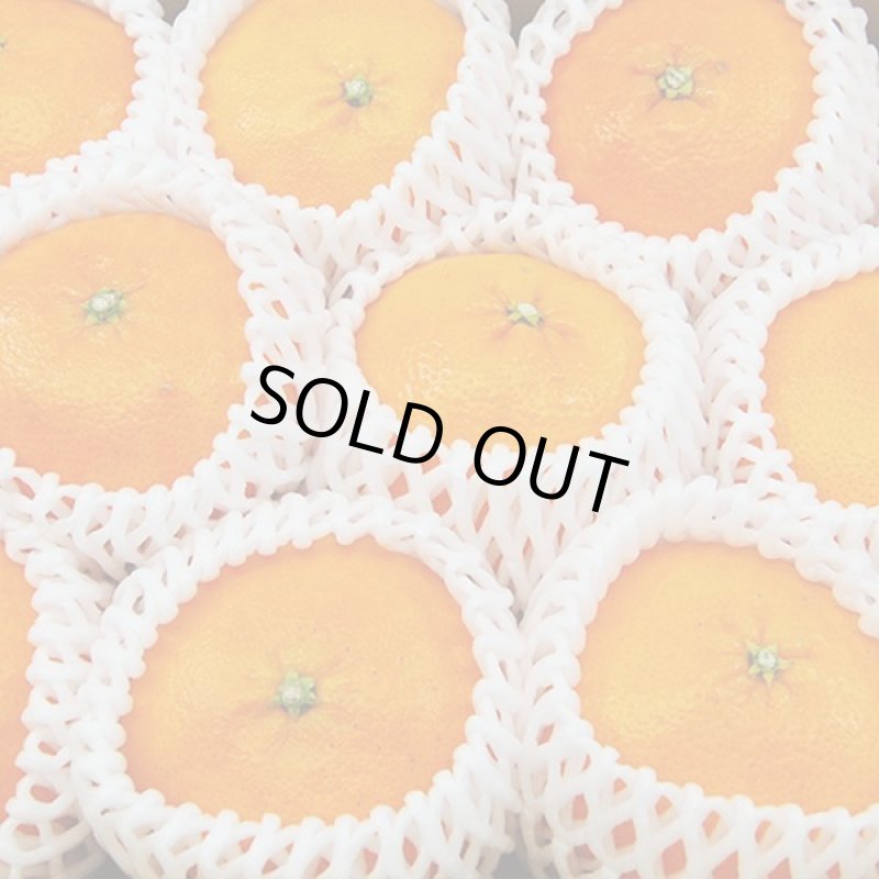 画像2: 愛媛県産 甘平 ギフト用5kg (2)