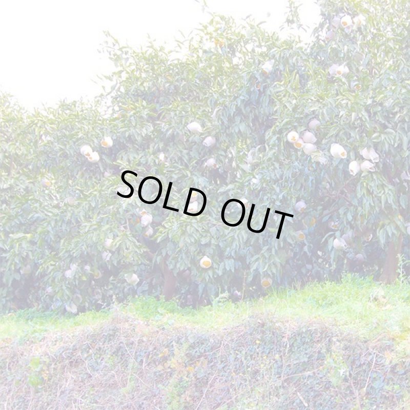 画像5: 愛媛県産 甘平 ご家庭用5kg (5)