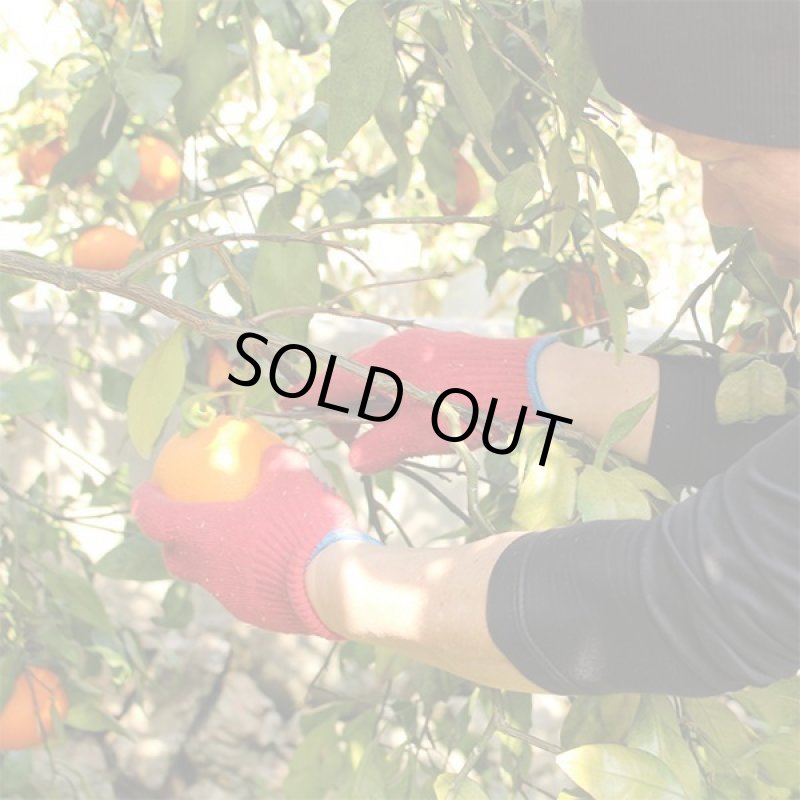 画像6: 愛媛県産 甘平 自然の恵み(訳あり・傷あり）5kg (6)